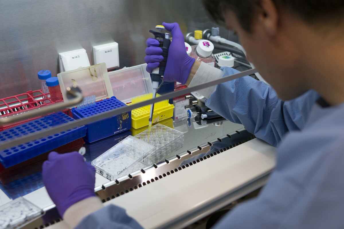 A researcher is culturing organoids at a sterile workbench. The liquids that are needed are filled into the small dishes using pipettes (1). Each of the 24 dishes (2) offers room for thousands of organoids.